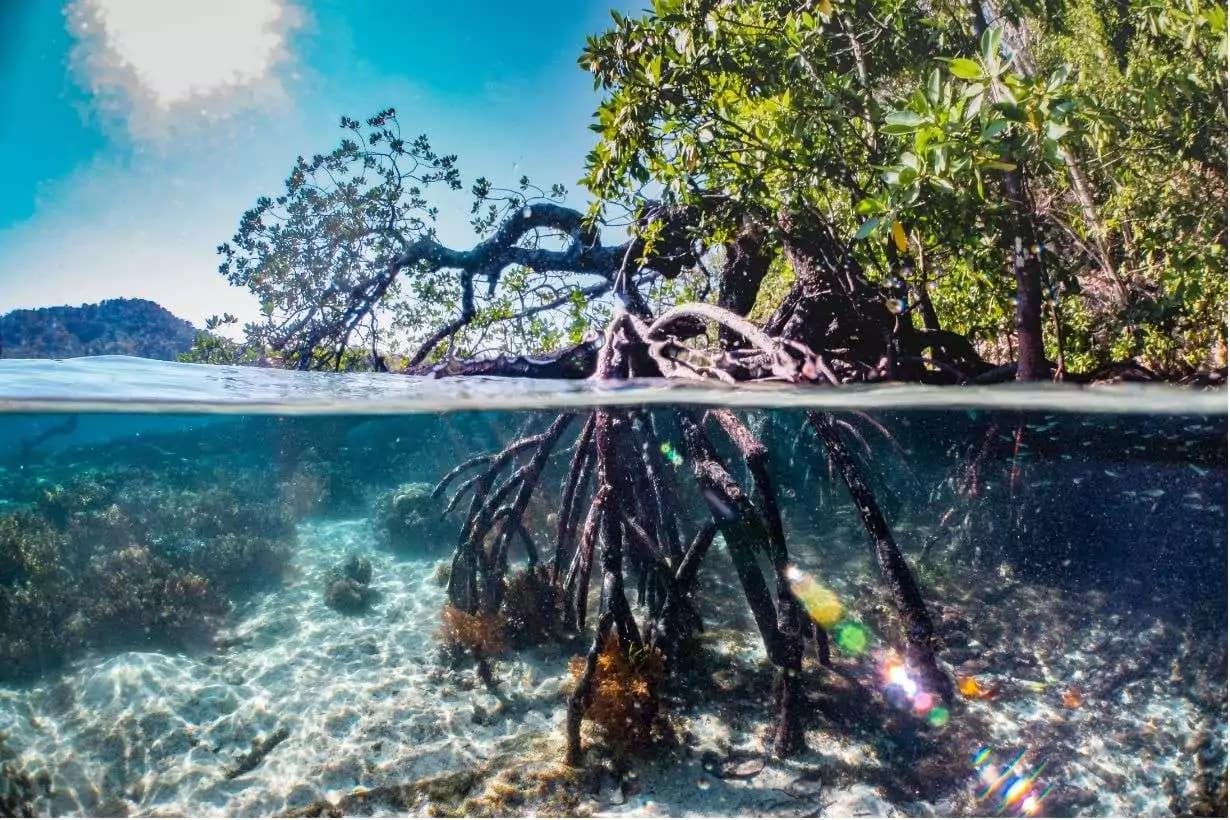World Marks International Mangrove Conservation Day