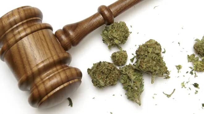 Man Charged with Cannabis Possession in St John’s