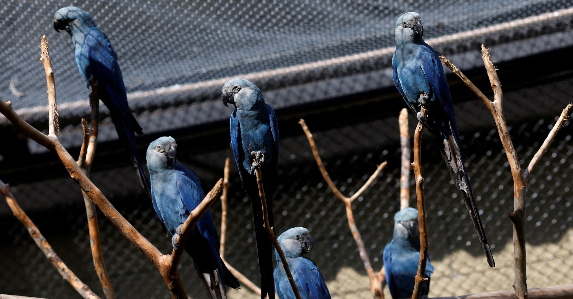 Feathers fly in dispute over Ambani zoo’s pursuit of rare parrot