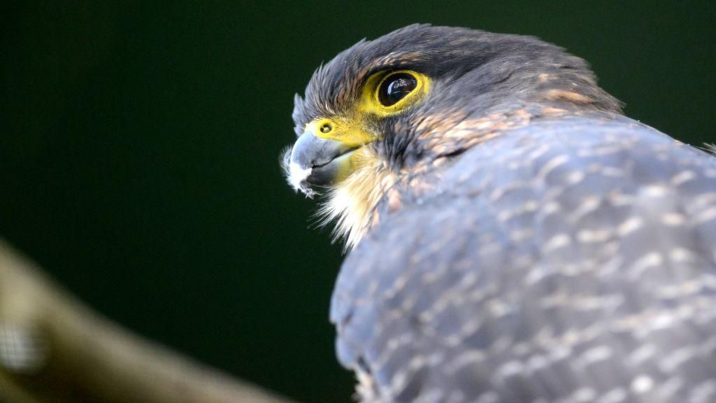 High-speed falcon crowned New Zealand Bird of the Year