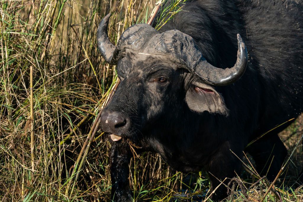 More than 80 buffaloes drown in Namibia after falling off cliff