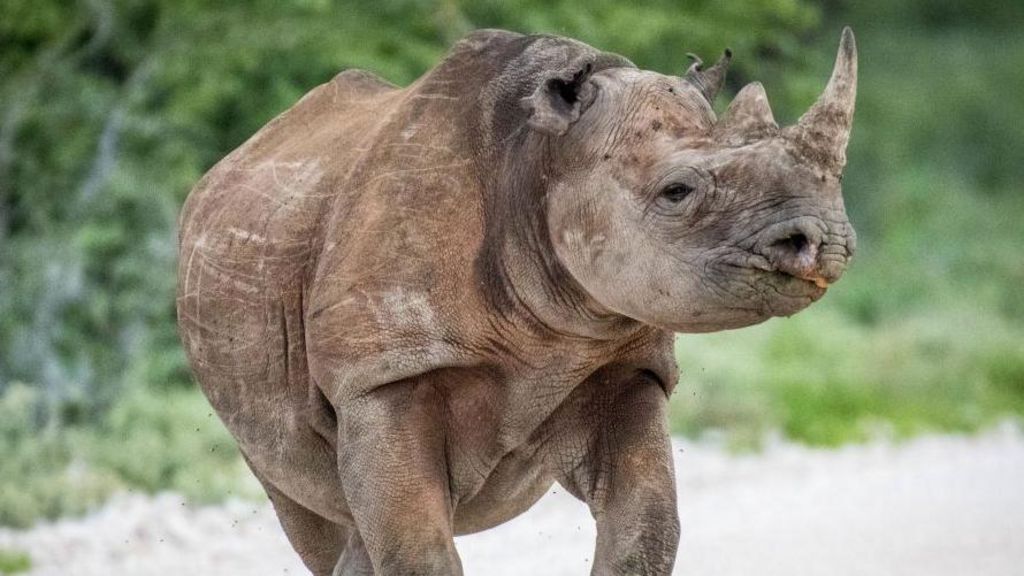 Army sent to battle fire in Namibia tourist hotspot