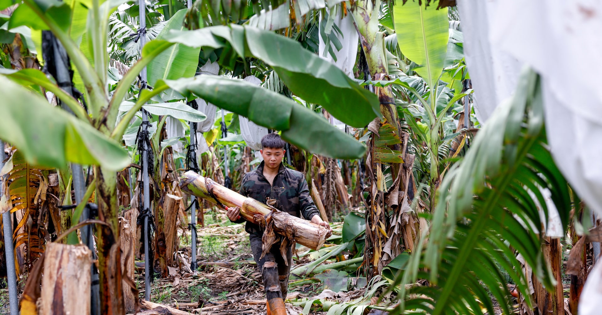 Bananas? Taiwan entrepreneur wants to make clothes out of plant material