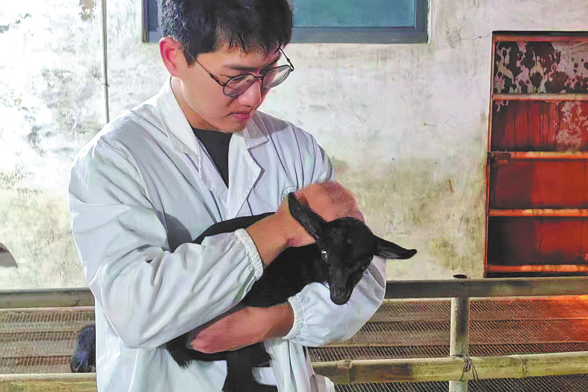 World’s first gene-edited black goat fit for hot days