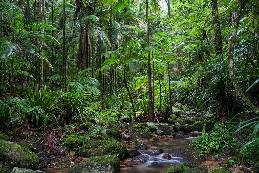 Australian rainforests no longer a carbon sink: study