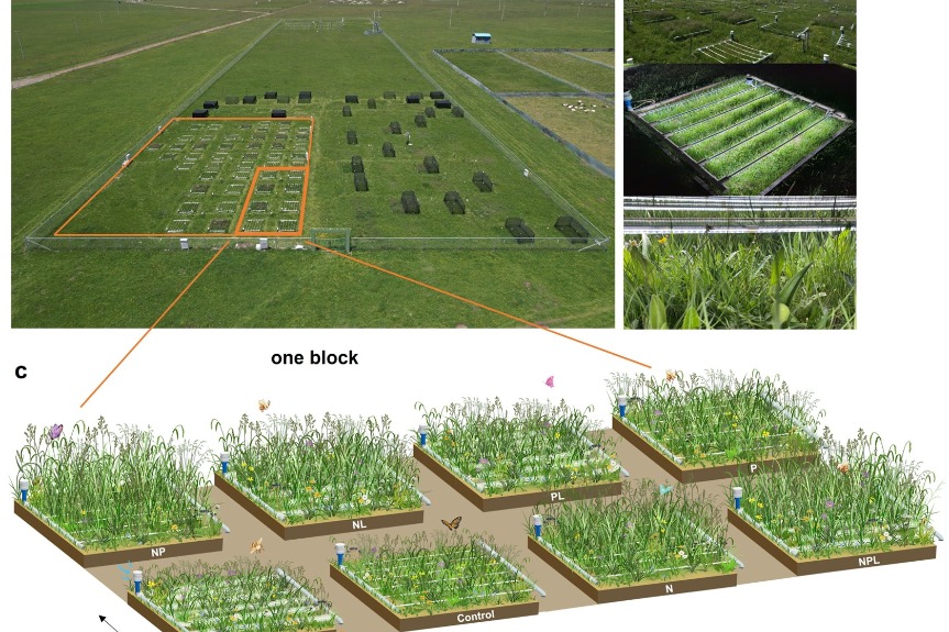 Scientists reveal light competition can reduce plant diversity via field study