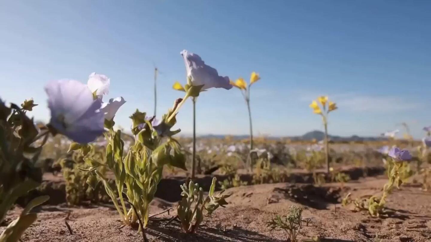 The world’s driest desert blooms into a rare, fleeting flower show