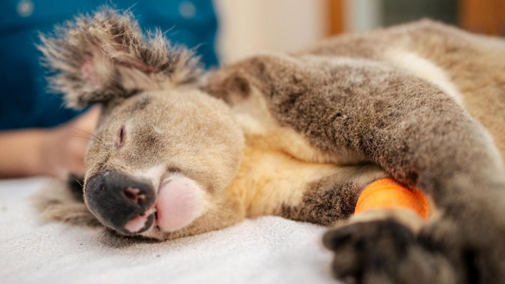 Vaccine to curb chlamydia epidemic devastating koalas approved