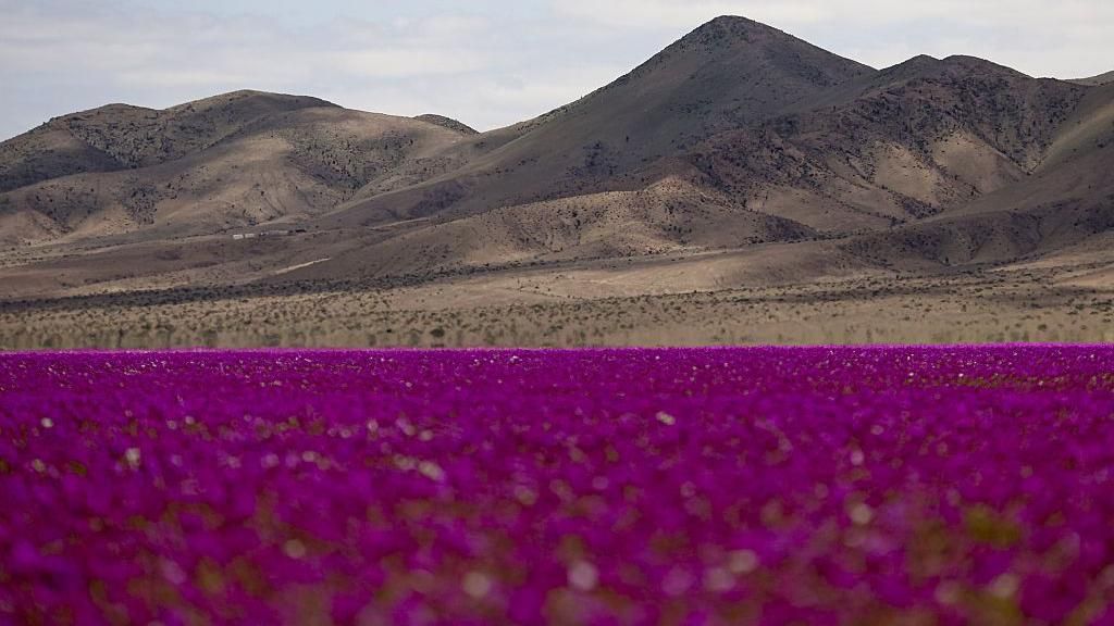 Rare wildflowers blanket Atacama desert