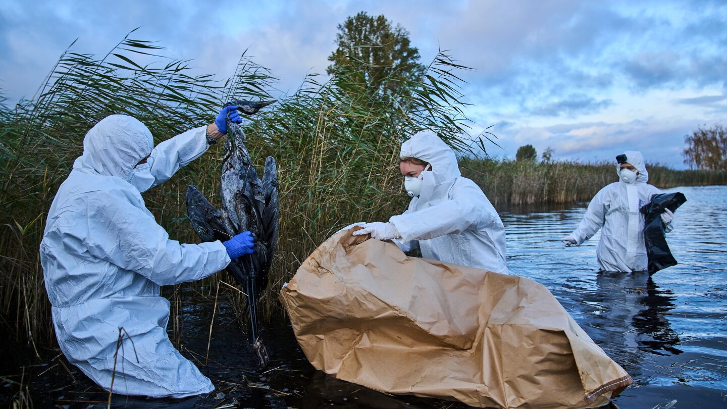 Bird flu hits migrating cranes hard in Germany as the virus flares up