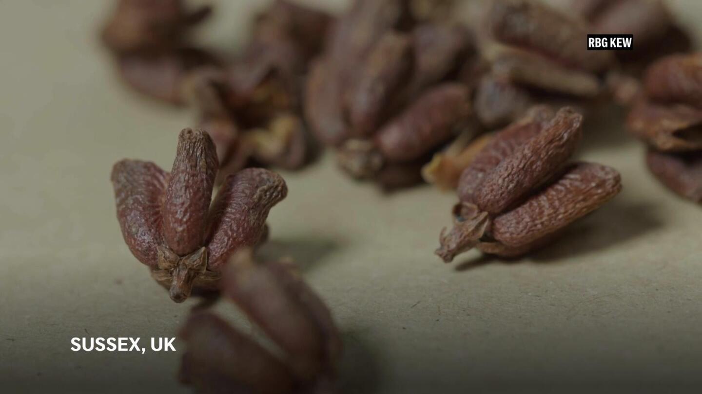 A seed bank in England marks 25 years of preserving the world’s plant diversity
