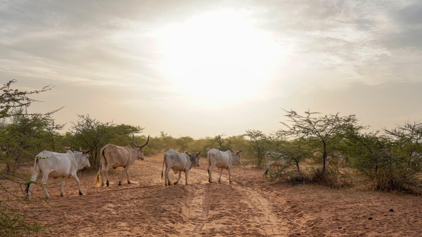 Senegal records 17 deaths in rare major outbreak of Rift Valley Fever