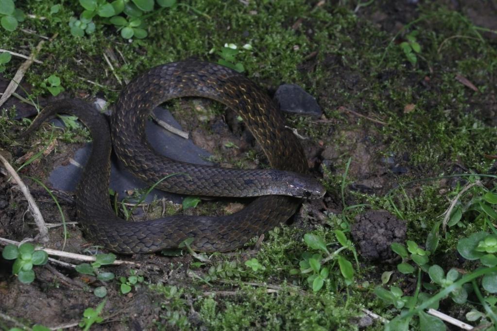 New snake species discovered in west China’s bio-diverse region