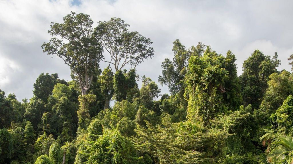 Australia’s rainforests are releasing more carbon than they absorb, warn scientists