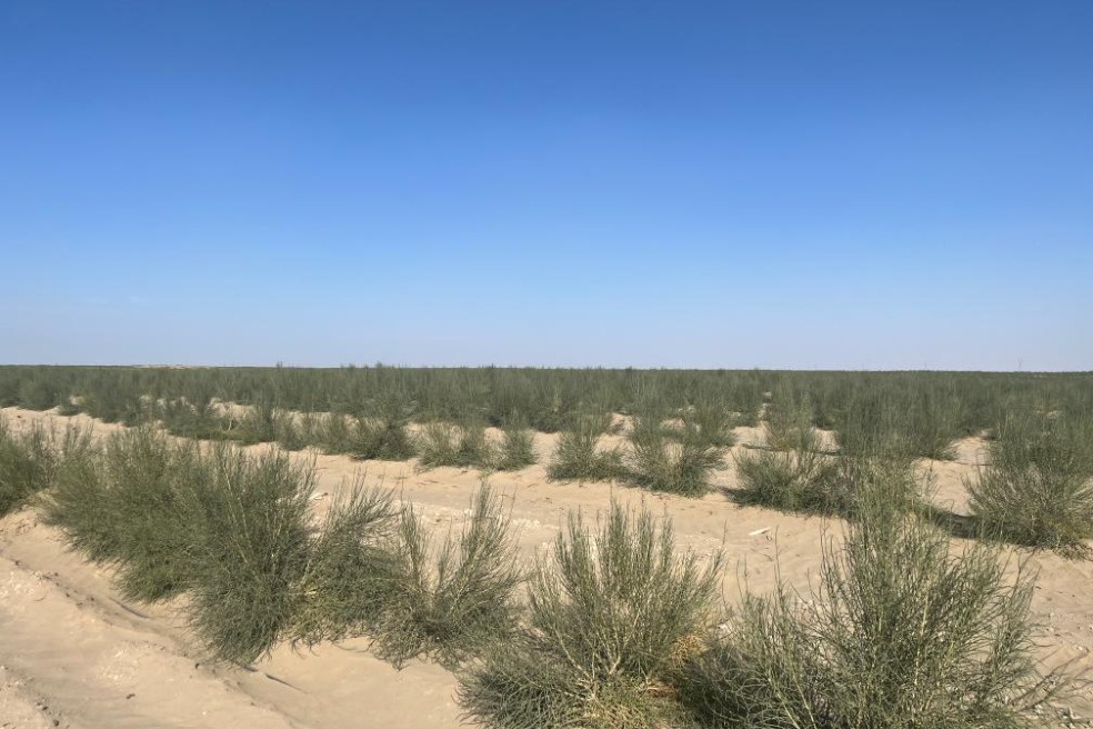 A story of symbiosis that stills spread of dust bowl