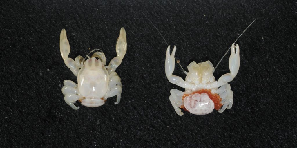 Almond-sized crab and tiny lantern shark discovered in Australia