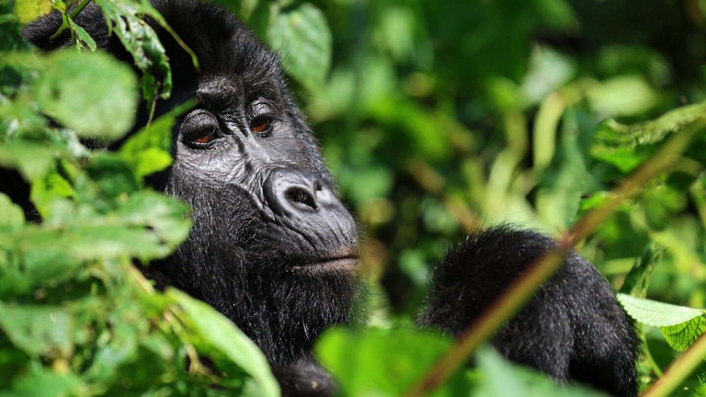 Tourism is helping Uganda’s endangered mountain gorillas make a comeback
