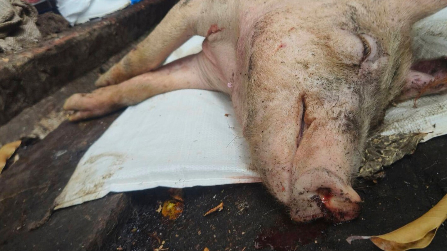 Taiwan reports its first case of African swine fever and culls scores of pigs