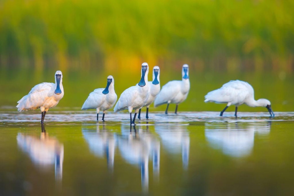 China’s Global Mangrove vision takes root in Shenzhen