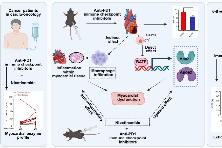 Chinese researchers reveal nicotinamide’s heart-protective effect in tumor treatment