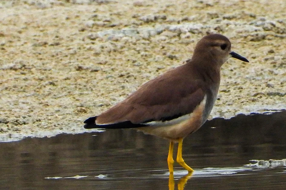 UAE: Endangered migratory bird on Red List observed in Wasit Reserve