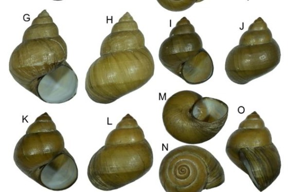 Chinese researchers find freshwater snail species missing for nearly a century