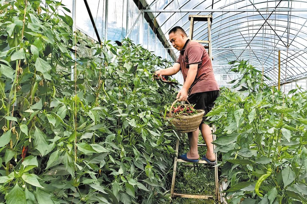 New variety of tree-like pepper grown in Hunan