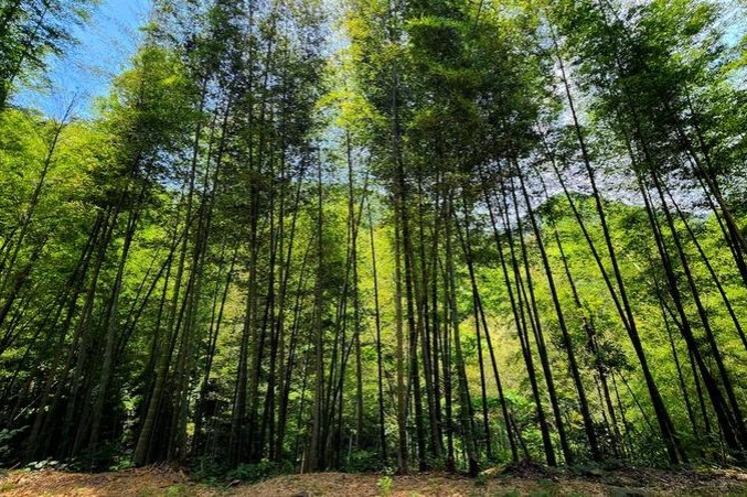 China, Brazil conclude seminar on bamboo as a plastic substitute