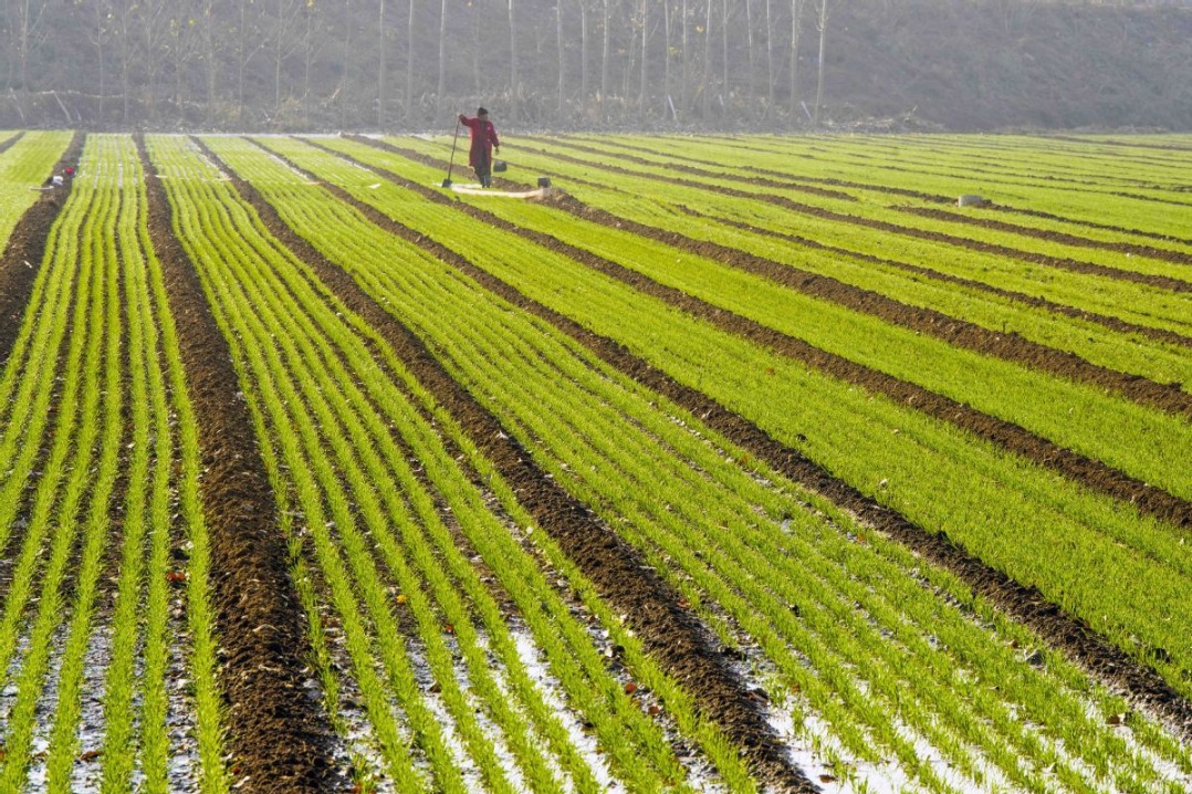 Nearly 70% of winter wheat sowed across China