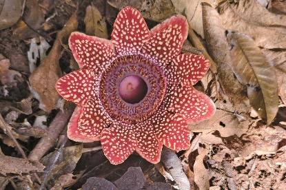 Rare Sapria himalayana once again enters blooming period in Yunnan