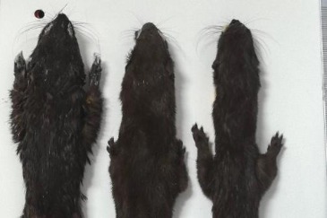 New weasel species discovered in SW China nature reserve