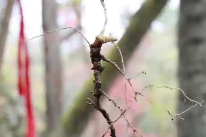 China’s ‘living ginseng’ legends meet modern science