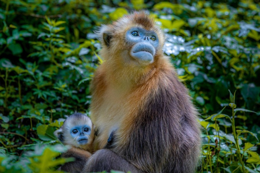 China’s nature reserves drive biodiversity, ecosystem restoration