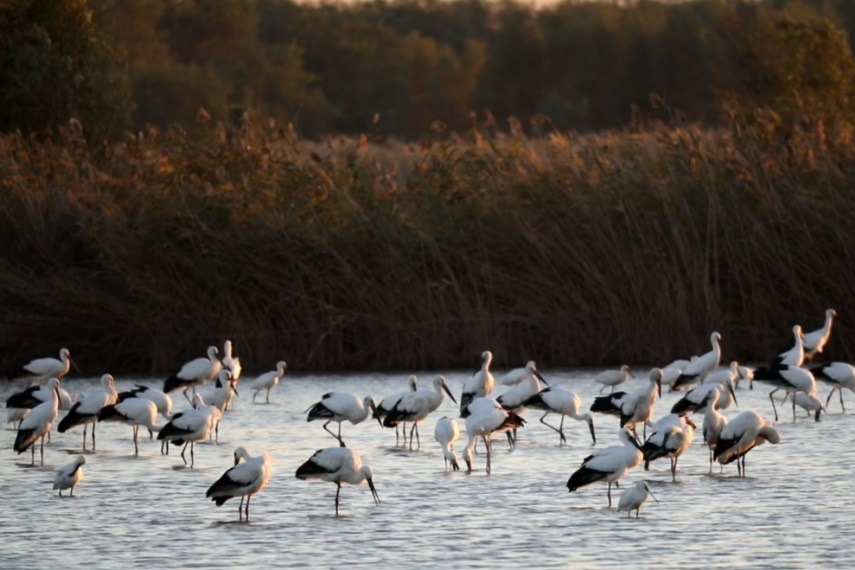 Qilihai Wetland records highs in migratory bird species and population