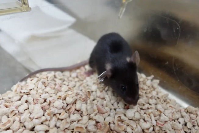 China’s ‘mice astronauts’ and their challenging journey to space