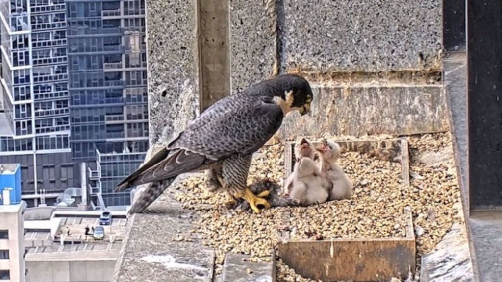 ‘Nestflix’: the peregrine falcon livestream that has Australians glued to their screens