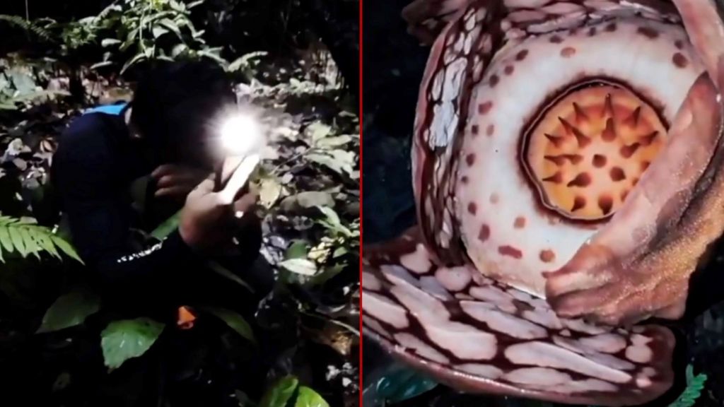 Watch: Moment researcher finds rare flower after 13-year search