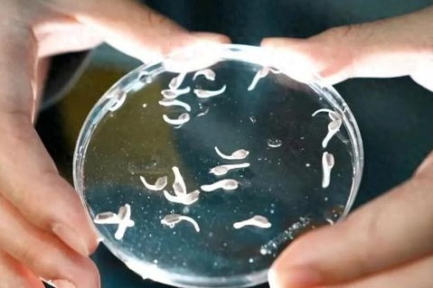 China successfully breeds third-generation Chinese sturgeon artificially