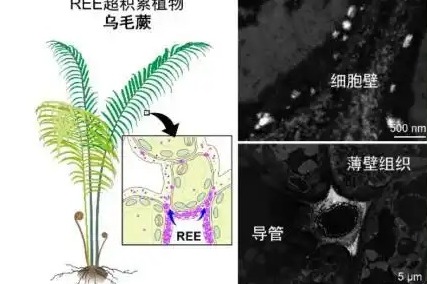 Scientists discover rare earth elements in ferns