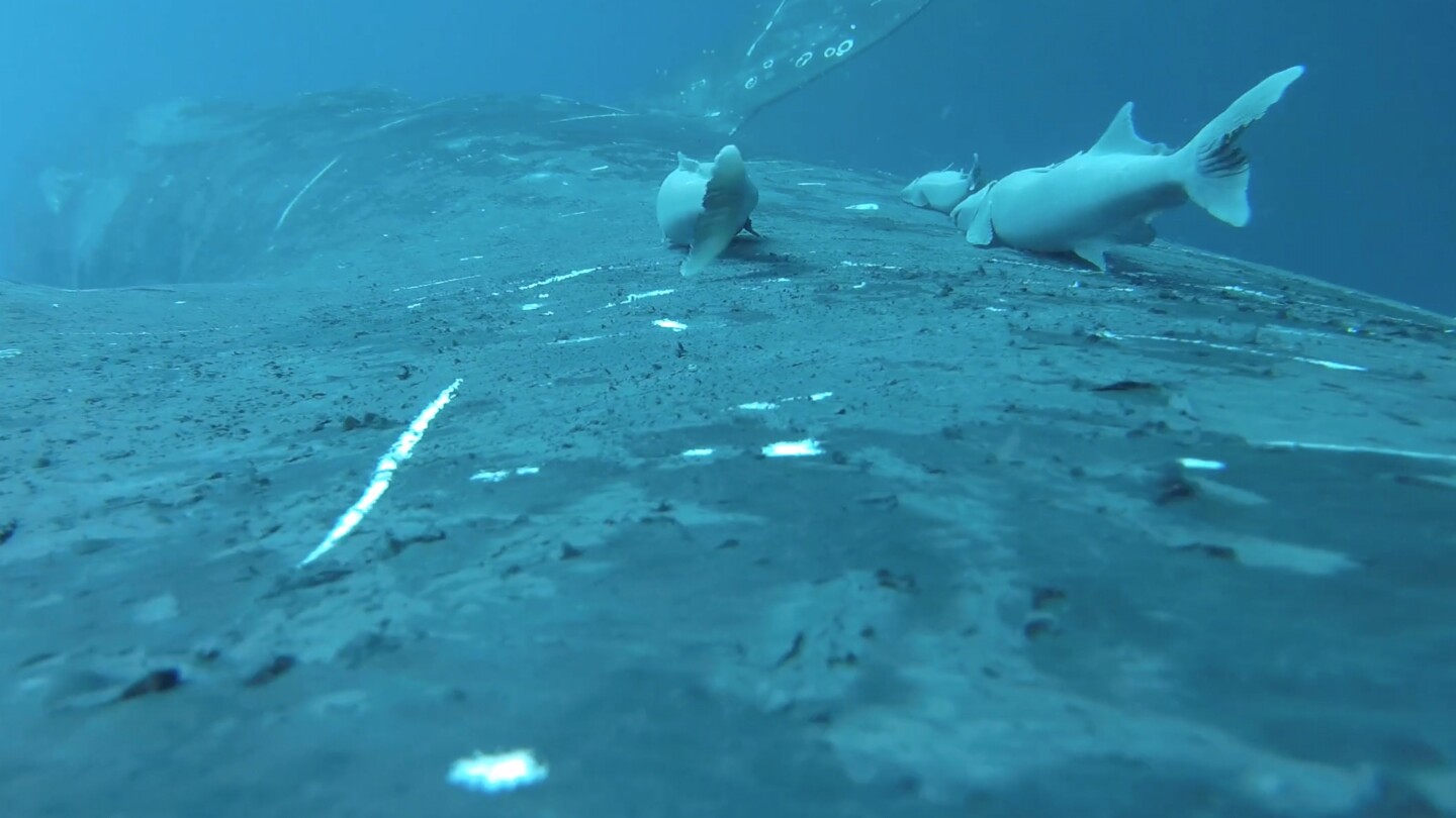 Rare footage shows sucker fish as they whale-surf in the ocean’s wildest joyride