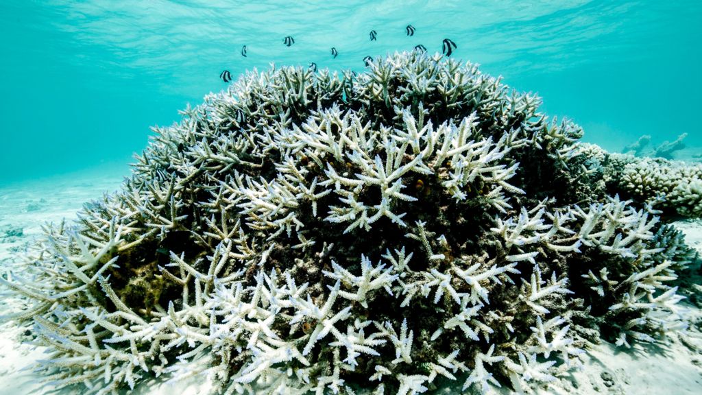 Great Barrier Reef may partially recover from ‘grim future’ if global warming stays below 2C