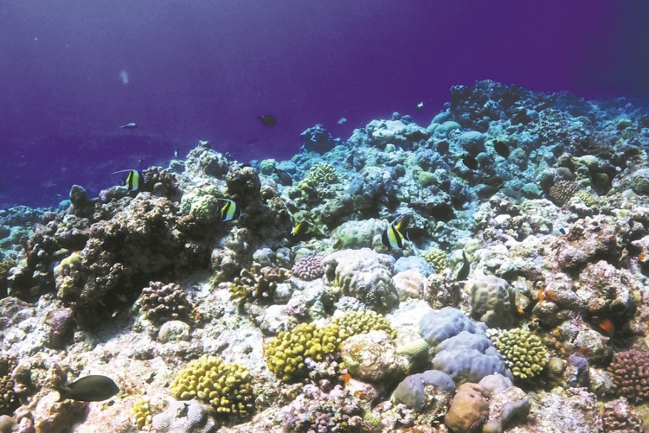 Marine ecology off South China’s Hainan Island remains favorable, report says