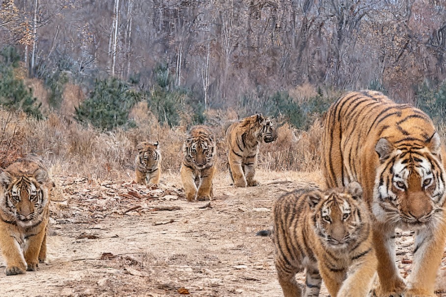 First-ever footage of wild Amur tigress taking care of five cubs caught on camera