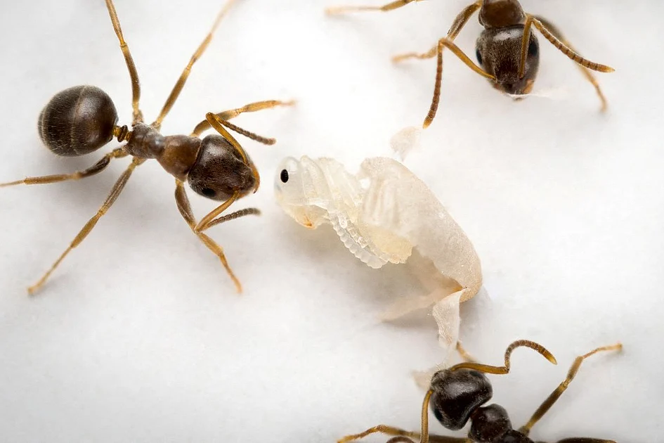 ‘Come and kill me’: Sick ants invite destruction to save colony