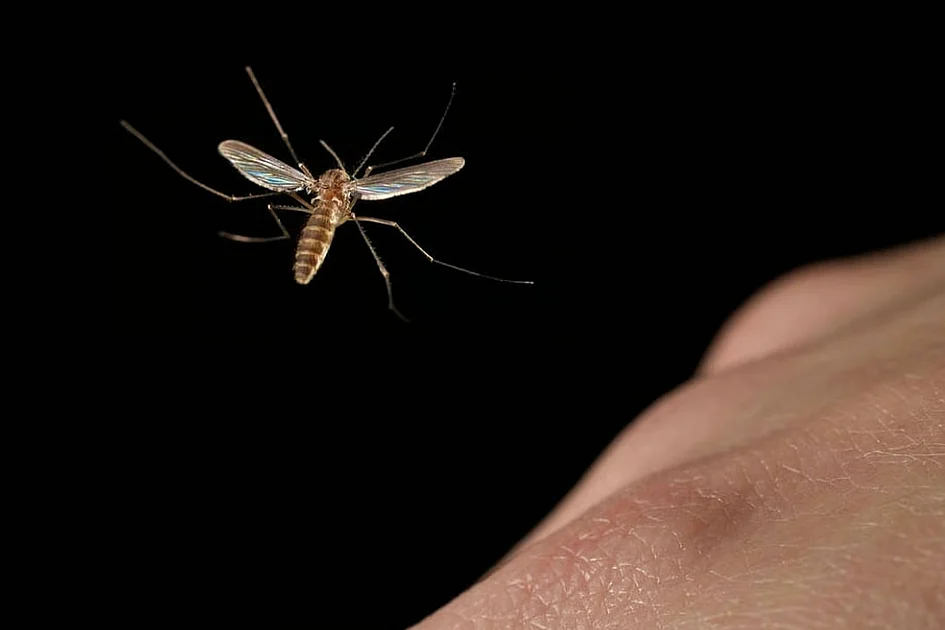 Seen more mosquitoes? UAE authority issues tips to prevent disease risk