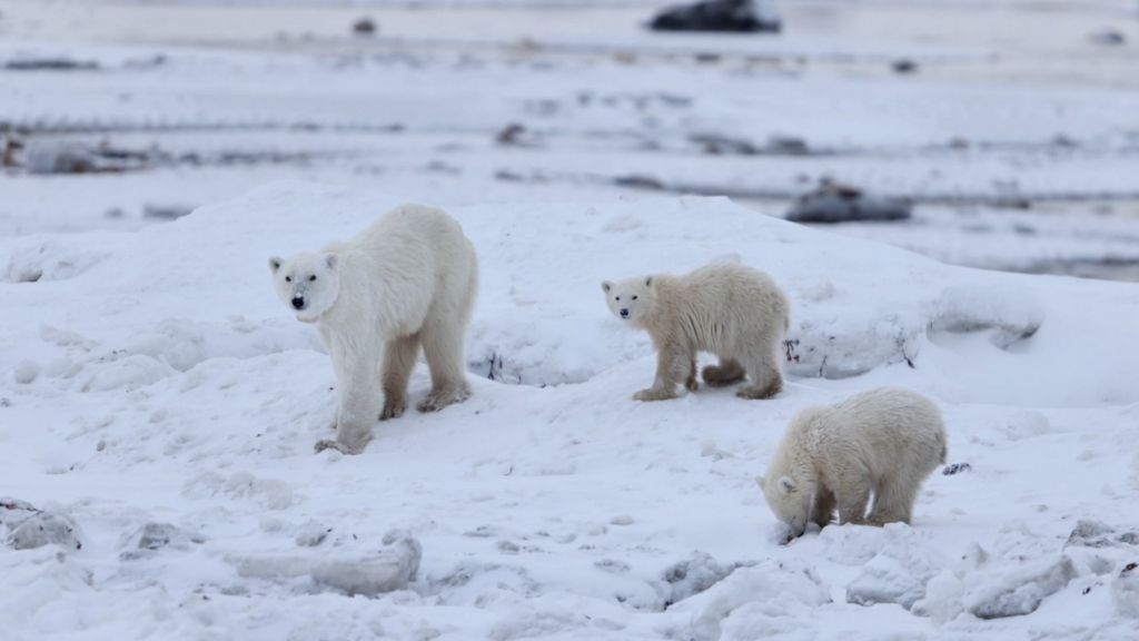 Watch: Mother polar bear seen interacting with adopted cub