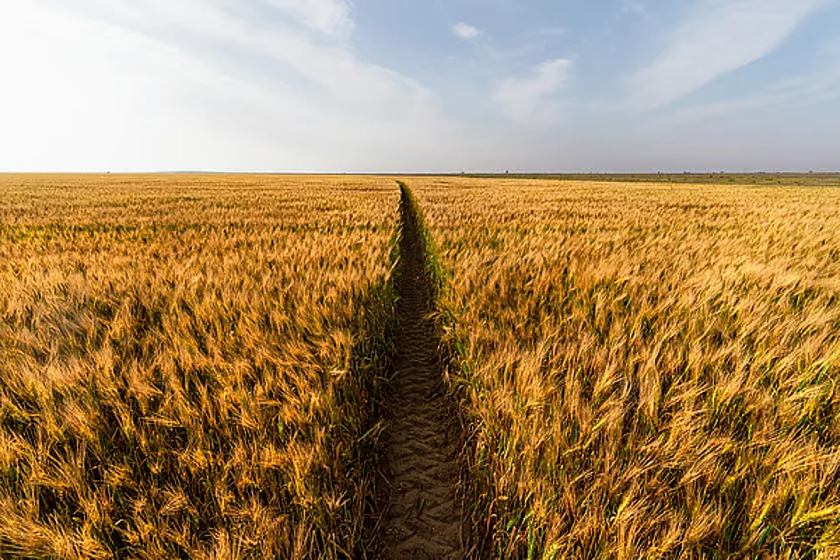Abu Dhabi builds AI network to support farmers across climate-hit regions