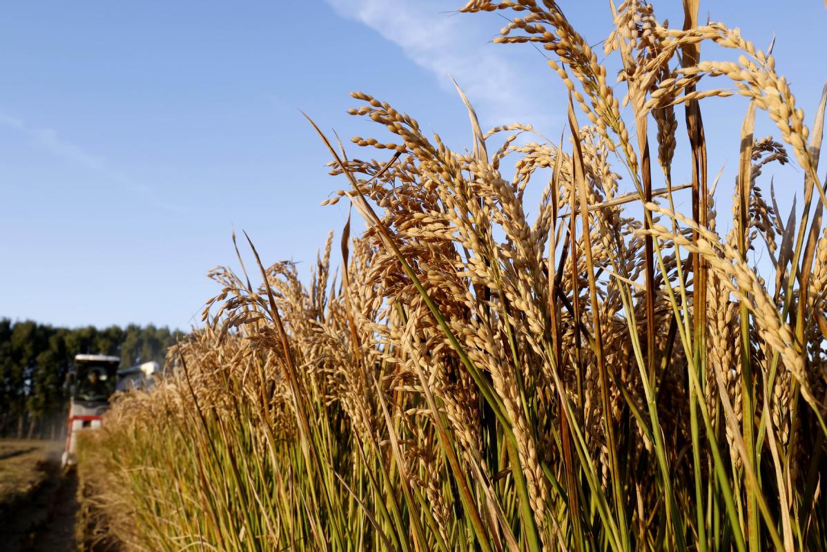 Genes key to increasing heat tolerance of grains