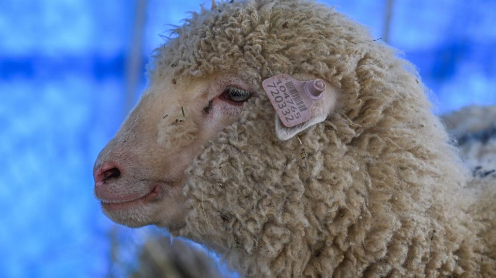 India’s first gene-edited sheep just turned one. How’s it doing?