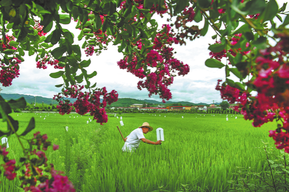 ‘Oriental gem’ makes wetland comeback